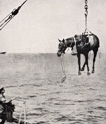 Transferring Horse from Ship to Land in Persian Gulf, from 